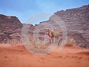 Camel in the desert Wadi Rum desert in Jordan, one hump camel, Dromedary