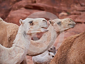 Camel in the desert Wadi Rum desert in Jordan, one hump camel, Dromedary