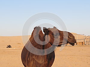 Camel