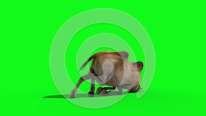 Camel Dies Back Green Screen 3D Renderings Animations