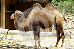 Camel Domestic Bactrian Camelus bactrianus