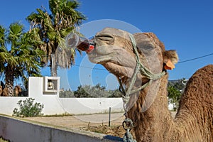 Camel drinking a coke at Sousse in Tunisia