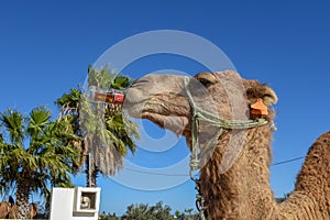 Camel drinking a coke at Sousse in Tunisia