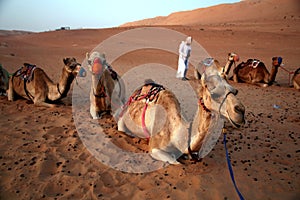 Camel driver and camels rest at the end of the day, in the Oman desert sunset, Wahiba Sands / Sharqiya Sands, Oman