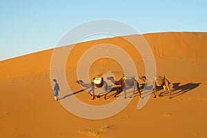 Camel driver with three camels in sand desert