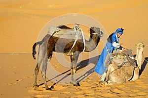 Camel driver with two camels in sand desert