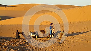 Camel driver with two camels in sand desert