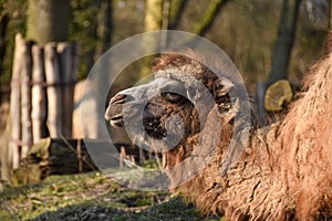 Camel, dromedar in the forest