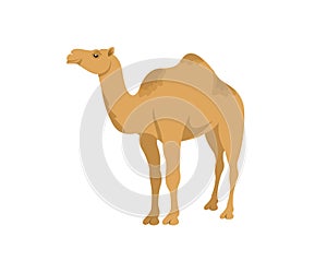 Camel dromedary, illustration. Desert animal and pet, wildlife and nature, vector design