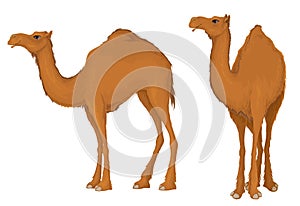 Camel.Dromedary,Illustration isolated on white background