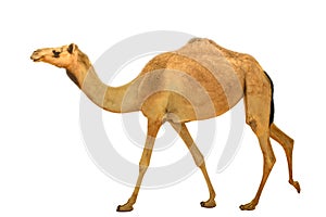 Camel dromedary isolated