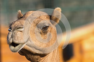 Camel (dromedary or one-humped Camel), Emirates Park Zoo, Abu Dh