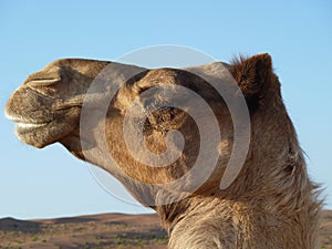 Camel, Dromedary Portrait, Head