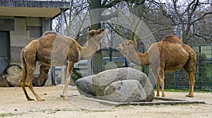 Camel dromedary symbol ruminant Asia photo