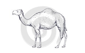 Camel, dromedary. Vintage retro print