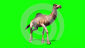 Camel Dromedary Walkcycle Green Screen Desert 3D Rendering Animation