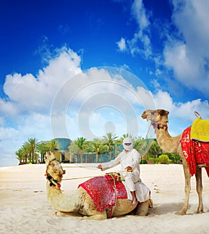 Camel on Dubai Island Beach