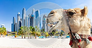 Camel on Dubai jumeirah beach with marina skyscrapers in UAE