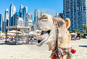 Camel on Dubai jumeirah beach with marina skyscrapers in UAE