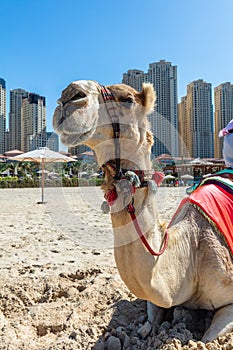 Camel on Dubai jumeirah beach with marina skyscrapers in UAE