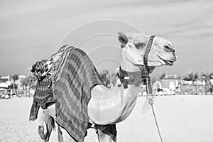 Camel on Dubai Jumeirah beach and skyscrapers