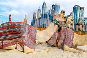 Camel in Dubai Marina