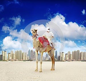 Camel on Dubai Marina Beach