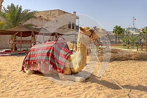 Camel in Dubai,United Arab Emirates