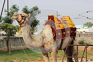 Camel