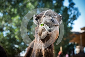 Camel eating