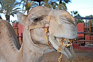 A Camel Eating