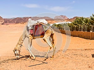 A Camel eating in the desert next to palm trees