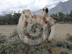 Camel are eating shrub and thorny plants.