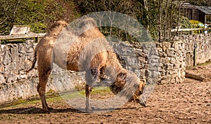 Camel eating in the sun at Chester Zoo