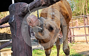 Camel eatting