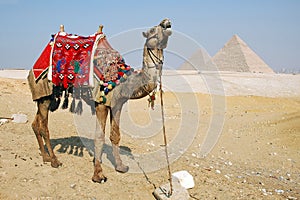 Camel Egypt