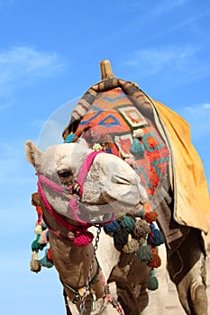 Camel in egypt