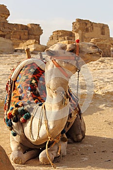 Camel in egypt