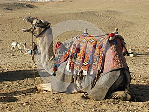 Camel in Egypt