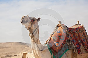 Camel Egypt Cairo