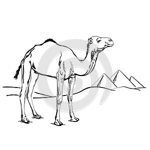 Camel and Egypt pyramids in the desert. Hand drawn vector illustration