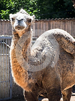 Camel with Empty Hump