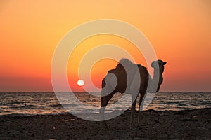 Camel enjoying sunset on beach