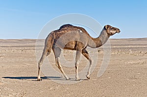 Camel at Erg Chebbi, Morocco photo