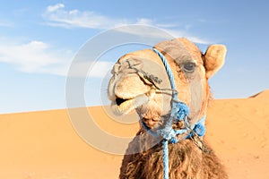 Camel in Erg Chebbi Sand dunes near Merzouga, Morocco