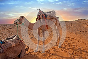 Camel in the Erg Shebbi desert in Morocco