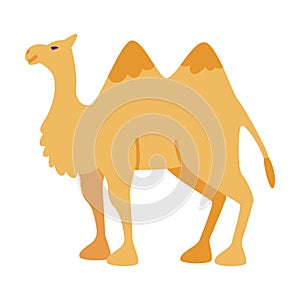 Camel Even-toed Ungulate as Traditional Istanbul Transport Vector Illustration photo