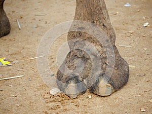 Indian Camel toe hairy close up picture