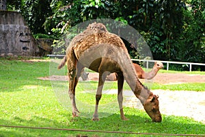 Camel is an even-toed ungulate in the genus Camelus photo