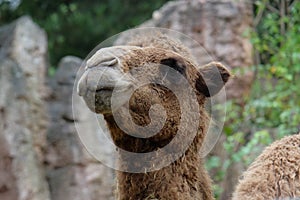 Camel